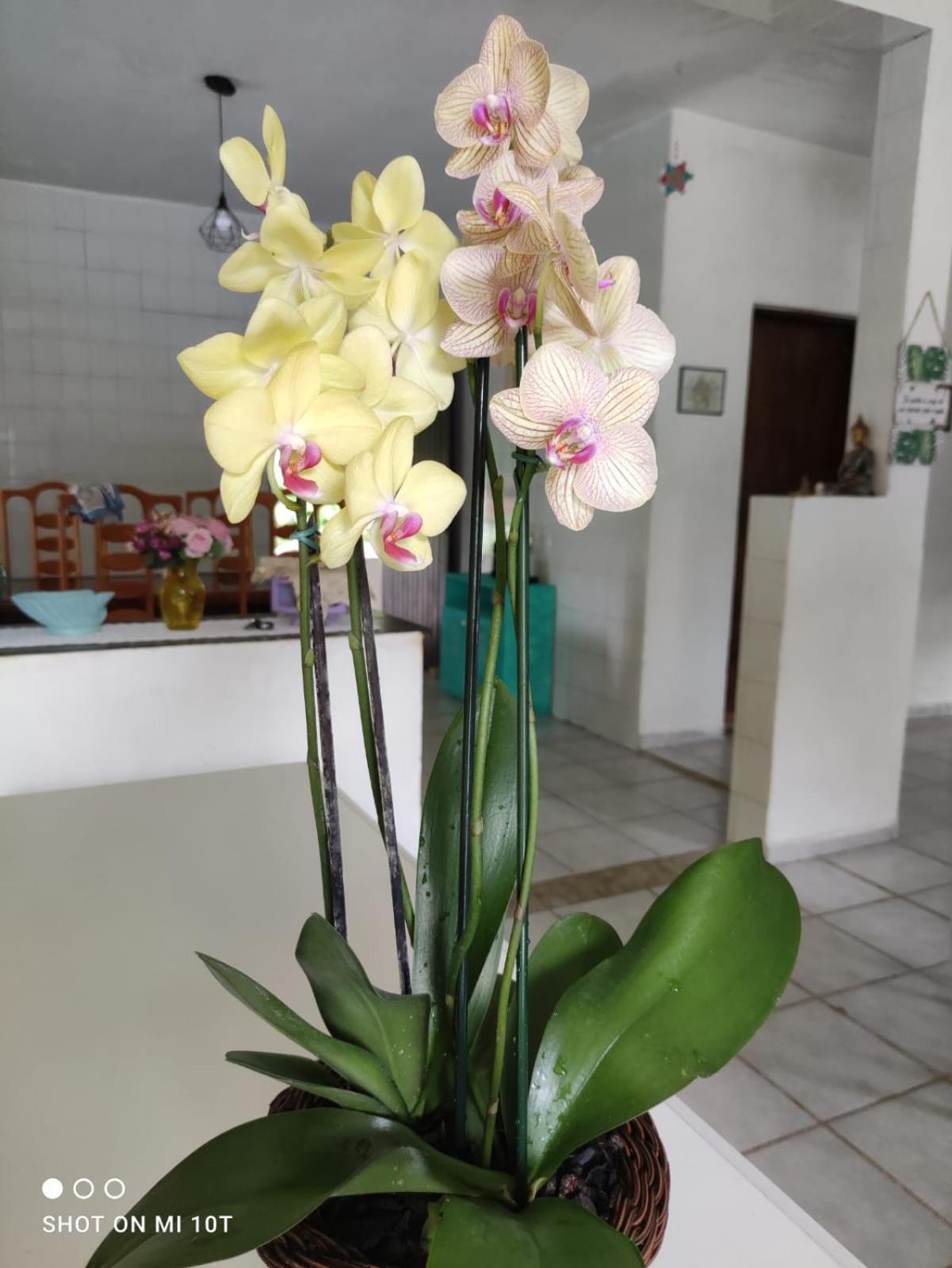 Renovo Beija-Flor Hostel E Espaco Terapeutico Bertioga Exteriör bild